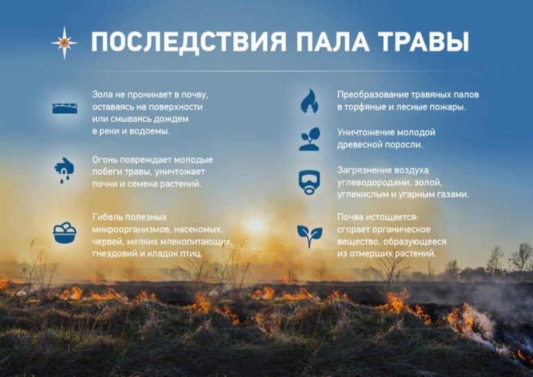 Posledstviya pala suhoy travyi 768x543